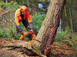 Best Tree Risk Assessment  in Pepperdine University, CA